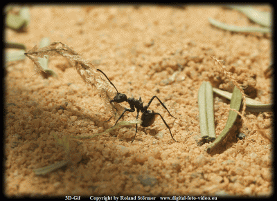 Polyrhachis-3D-800.gif
