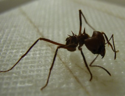 Atta cephalotes.jpg