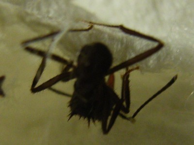 Acromyrmex sp3.jpg