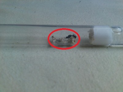 AcroQueen mit pilz.jpg