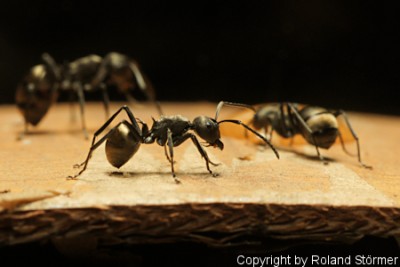 Polyrhachis_dives_Jan2010_03-450+C.JPG