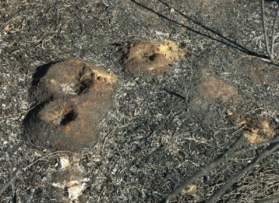 012-Anthill ash web.jpg