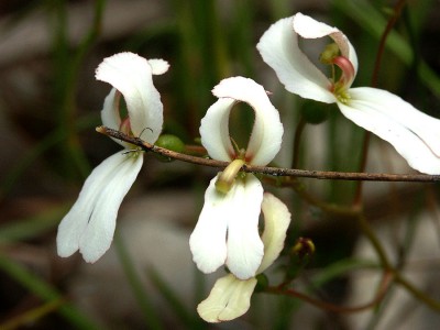 011-Trigger Plant web.jpg