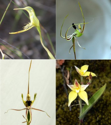 010-Orchids 2 web.jpg