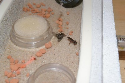 Mhhh...sieht lecker aus!.JPG