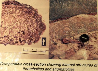 07-162 Thrombolites Info web.jpg