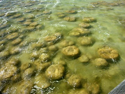 06-158 Thrombolites web.jpg