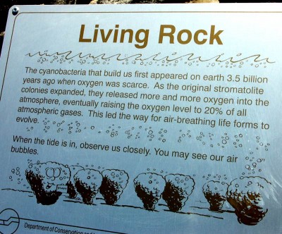 05-130 Stromatolites Info web.jpg