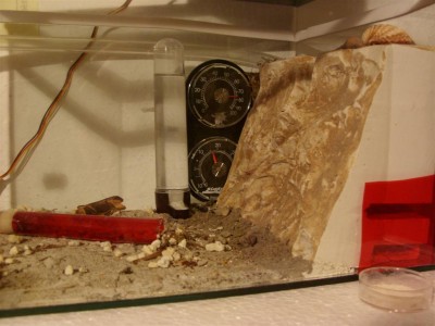 SN851640 (Large).JPG