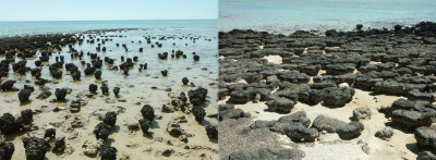 03-04 Stromatolites merge web.jpg