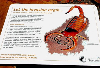 02-65 Eurypterid Info web.jpg