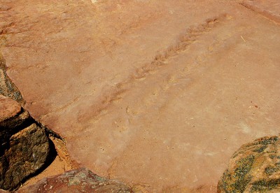 01-64 Eurypterid track web.jpg