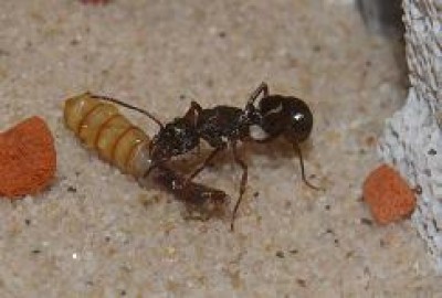 Mehlwurm  Antstore.JPG