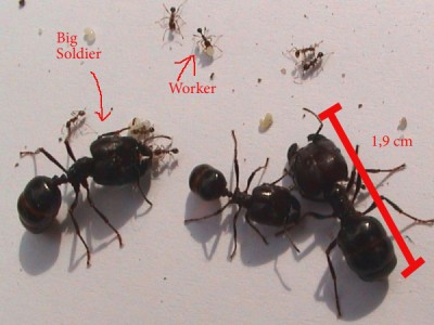 Senza nome1 copia.JPG