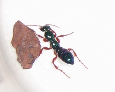 Ant.jpg