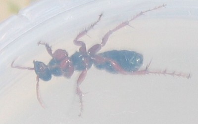 Ant underside.jpg