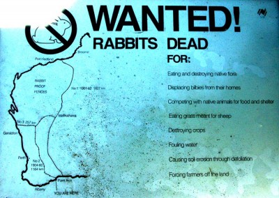 038-072 RabFence web.jpg