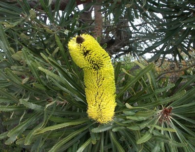 38-060 Banksia web.jpg
