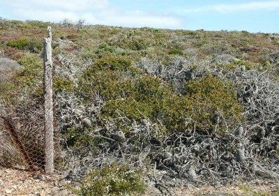 38- 071 Austral. Tragödie web.jpg