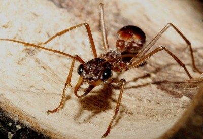 Myrmecia_pavida.jpg