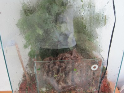 Großes Pilz/Futter/Abfallbecken von vorne. / IMG_0159.JPG IMG_0159.JPG