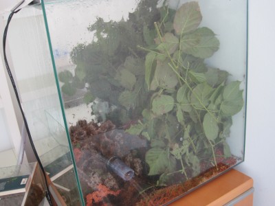 Großes Pilz/Futter/Abfallbecken von der Seite. / IMG_0160.JPG IMG_0160.JPG