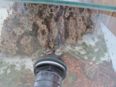 Zweiter Pilz im kleineren Becken von vorne. Davor ist frisch geschnittenes Blattwerk zu erkennen. / IMG_0163.JPG IMG_0163.JPG