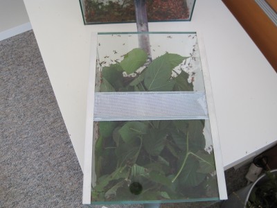 Dazugehöriges Futterbecken, welches das kleinere Pilzbecken versorgt. Ich hoffe das es bald wieder die ursprüngliche Funktion des Abfallbeckens aufnimmt. Derzeit hat es beide Funktionen inne. / IMG_0164.JPG IMG_0164.JPG