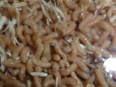 P1000771 kleiner.jpg