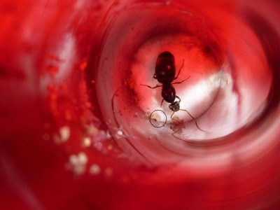 P1000782 kreis klein.jpg