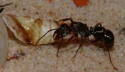 fleischmade antstore.JPG