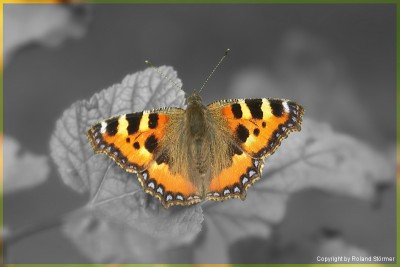 Falter2-mit Rahmen-800+C.jpg