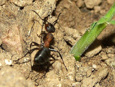 F.pol. 02. Dez 06 F.C. web.jpg