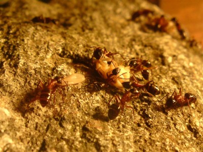 DSC01500 (Large).JPG