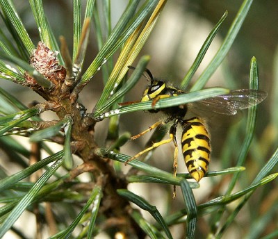 Vesp. germ. 02. Dez 06-02 web.jpg