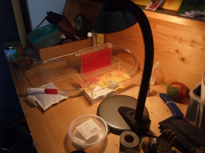 Ameisen 05.04.10 019.jpg