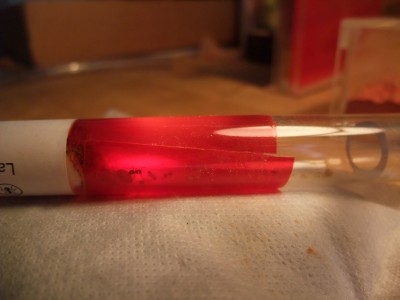 Ameisen 05.04.10 009.jpg