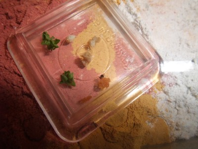 Ameisen 05.04.10 2 003.jpg