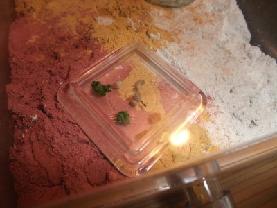 Ameisen 05.04.10 2 005.jpg