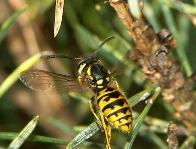 Vesp. germ. 02. Dez 06-01 web.jpg