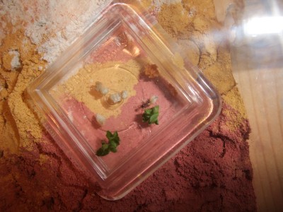 Ameisen 05.04.10 2 009.jpg