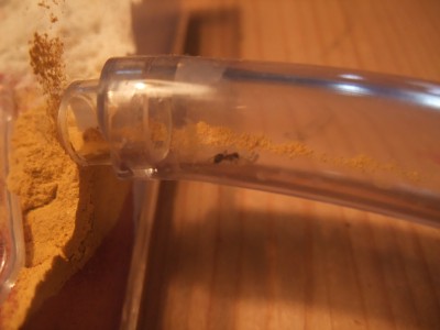 Ameisen 05.04.10 2 019.jpg