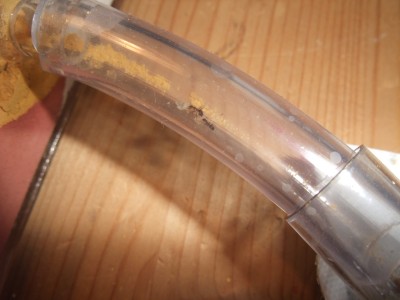 Ameisen 05.04.10 2 023.jpg