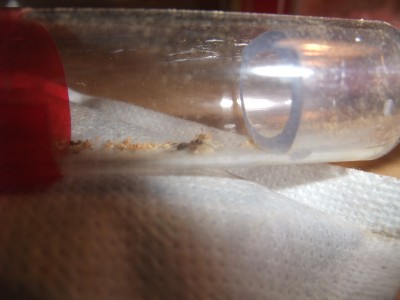 Ameisen 05.04.10 2 030.jpg