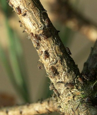 Rindenläuse Nov. 06-07 web.jpg