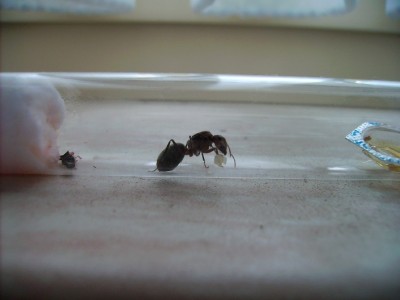 Camponotus spec. 1 konigin met eitjes 5.jpg
