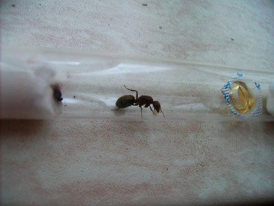 Camponotus spec. 1 konigin met eitjes 4.jpg