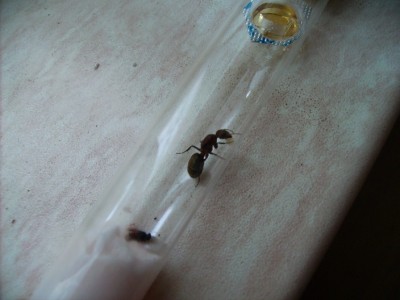 Camponotus spec. 1 konigin met eitjes 3.jpg