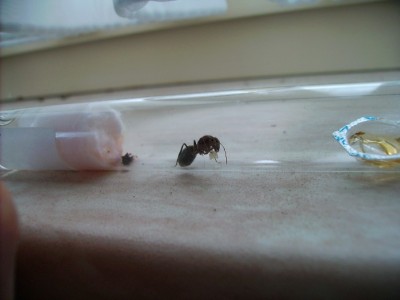 Camponotus spec. 1 konigin met eitjes 2.jpg