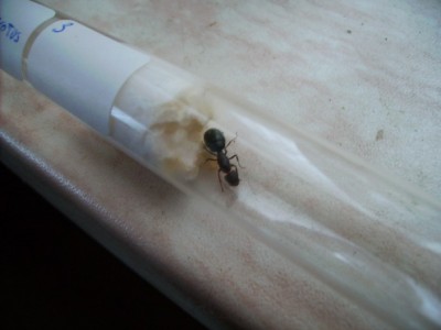 Camponouts spec. 3 konigin met eitjes 2.jpg